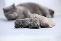 Mother cat takes care of her newly born kittens Royalty Free Stock Photo