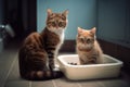 Mother cat teaches a kitten to a cats toilet