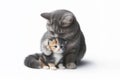 mother cat washes little kitten on white background copy space. ai generative