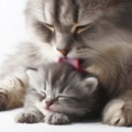 mother cat washes little kitten on white background copy space. ai generative