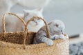 Mother cat is watching her playful kitten sitting in a basket. Royalty Free Stock Photo