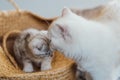 Mother cat is watching her playful kitten sitting in a basket. Royalty Free Stock Photo