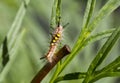 Mother caterpillar Orgyia antiqua.