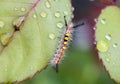 Mother caterpillar Orgyia antiqua.