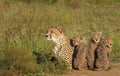 Mother Cheetah concerned looking out for her cubs Royalty Free Stock Photo