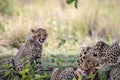 Mother Cheetah and cubs feeding on an Impala Royalty Free Stock Photo