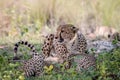 Mother Cheetah and cubs feeding on an Impala Royalty Free Stock Photo