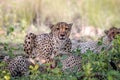 Mother Cheetah and cubs feeding on an Impala Royalty Free Stock Photo