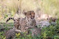 Mother Cheetah and cubs feeding on an Impala Royalty Free Stock Photo