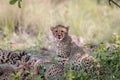 Mother Cheetah and cubs feeding on an Impala Royalty Free Stock Photo