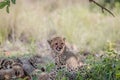 Mother Cheetah and cubs feeding on an Impala Royalty Free Stock Photo