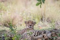 Mother Cheetah and cubs feeding on an Impala Royalty Free Stock Photo