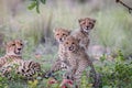 Mother Cheetah and cubs feeding on an Impala Royalty Free Stock Photo