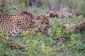 Mother Cheetah with cubs feeding on an Impala Royalty Free Stock Photo