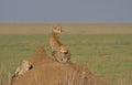 mother cheetah and cute cubs sitting on a termite mound sitting alert and watching for food in the wild plains of serengeti Royalty Free Stock Photo