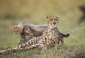 Mother cheetah and her cub in the savannah. Kenya. Tanzania. Africa. National Park. Serengeti. Maasai Mara. Royalty Free Stock Photo