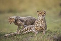 Mother cheetah and her cub in the savannah. Kenya. Tanzania. Africa. National Park. Serengeti. Maasai Mara. Royalty Free Stock Photo