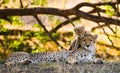 Mother cheetah and her cub in the savannah. Kenya. Tanzania. Africa. National Park. Serengeti. Maasai Mara. Royalty Free Stock Photo