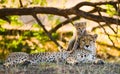 Mother cheetah and her cub in the savannah. Kenya. Tanzania. Africa. National Park. Serengeti. Maasai Mara.