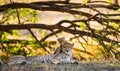 Mother cheetah and her cub in the savannah. Kenya. Tanzania. Africa. National Park. Serengeti. Maasai Mara. Royalty Free Stock Photo