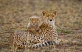 Mother cheetah and her cub in the savannah. Kenya. Tanzania. Africa. National Park. Serengeti. Maasai Mara.