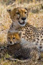 Mother cheetah and her cub in the savannah. Kenya. Tanzania. Africa. National Park. Serengeti. Maasai Mara. Royalty Free Stock Photo