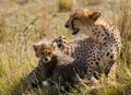 Mother cheetah and her cub in the savannah. Kenya. Tanzania. Africa. National Park. Serengeti. Maasai Mara. Royalty Free Stock Photo