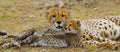 Mother cheetah and her cub in the savannah. Kenya. Tanzania. Africa. National Park. Serengeti. Maasai Mara.