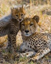 Mother cheetah and her cub in the savannah. Kenya. Tanzania. Africa. National Park. Serengeti. Maasai Mara. Royalty Free Stock Photo