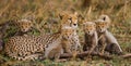 Mother cheetah and her cubs in the savannah. Kenya. Tanzania. Africa. National Park. Serengeti. Maasai Mara.