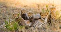 Mother cheetah and her cubs in the savannah. Kenya. Tanzania. Africa. National Park. Serengeti. Maasai Mara. Royalty Free Stock Photo