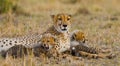 Mother cheetah and her cubs in the savannah. Kenya. Tanzania. Africa. National Park. Serengeti. Maasai Mara. Royalty Free Stock Photo