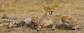 Mother cheetah and her cubs in the savannah. Kenya. Tanzania. Africa. National Park. Serengeti. Maasai Mara. Royalty Free Stock Photo