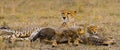 Mother cheetah and her cubs in the savannah. Kenya. Tanzania. Africa. National Park. Serengeti. Maasai Mara. Royalty Free Stock Photo