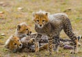 Mother cheetah and her cubs in the savannah. Kenya. Tanzania. Africa. National Park. Serengeti. Maasai Mara. Royalty Free Stock Photo