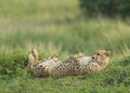 Mother Cheetah lying on her back at Masai Mara, Kenya Royalty Free Stock Photo