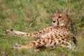 mother cheetah relaxing