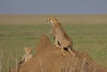 mother cheetah standing alert looking for prey while her cute cub stretches on a termite mound in the wild plains of serengeti