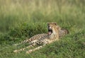 Mother Cheetah yawning at Masai Mara,Kenya Royalty Free Stock Photo