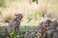 Mother Cheetah with young cubs on an Impala kill Royalty Free Stock Photo