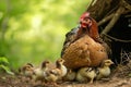 a mother chicken and her chicks in the grass, Chicks cheeping under a clucking he Royalty Free Stock Photo