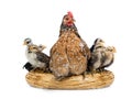 mother chicken with little chickens sitting on a nest isolated