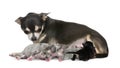 Mother Chihuahua and her puppies Royalty Free Stock Photo