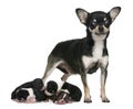 Mother Chihuahua and her puppies, 4 days old Royalty Free Stock Photo