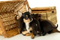 Mother chihuahua puppies for background baskets