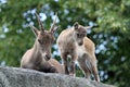 Mother and child Alpine Ibex