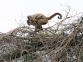 Mother and child brown capuchin monkey Royalty Free Stock Photo