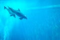 Mother and child dolphin swimming in an aquarium pool Royalty Free Stock Photo