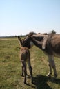 Mother and child donkey