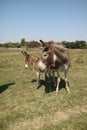 Mother and child donkey on the field